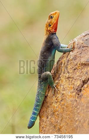 Male rainbow agama (Agama agama) in bright breeding colors, Amboseli National Park, Kenya