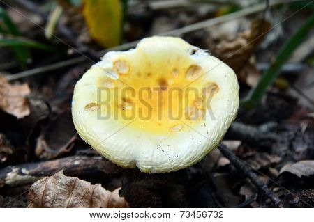 Russula Solaris