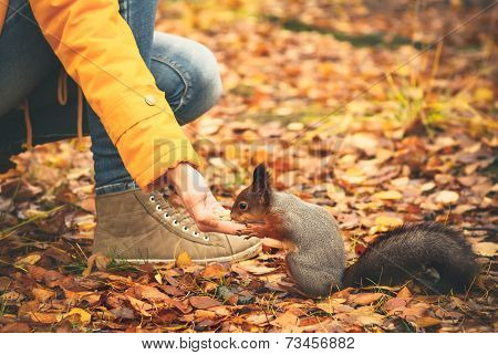 Squirrel eating nuts from woman hand