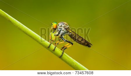 Asilidae (robber Fly) Sits On A Blade Of Grass. Thailand