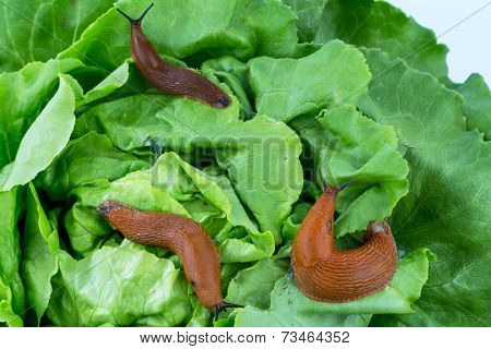 a slug in the garden eating a lettuce leaf. snail invasion in the garden