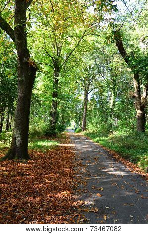 A tree lined pathway in autumnal woods