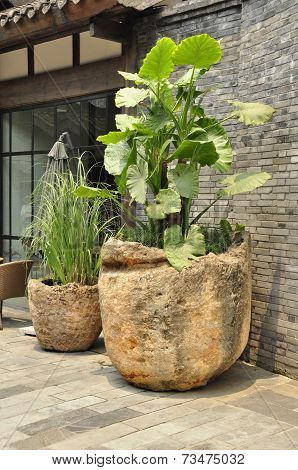 Elephant ear plant (Colocasia)