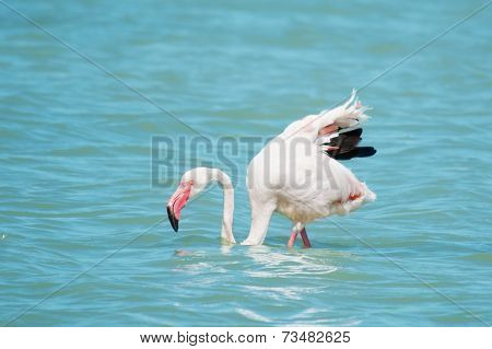 Pink Flamingo