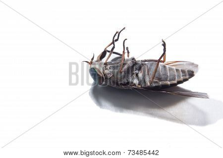 Brown flies isolated on white background