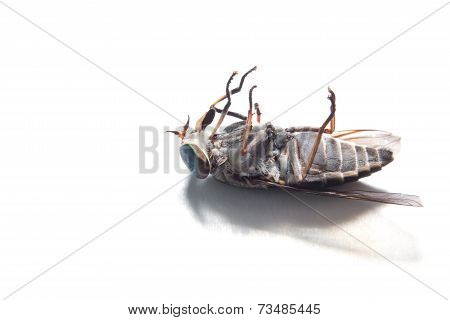Brown flies