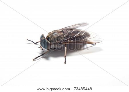 Brown flies