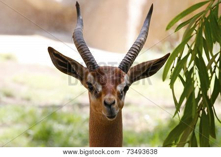 A beautiful gazelle
