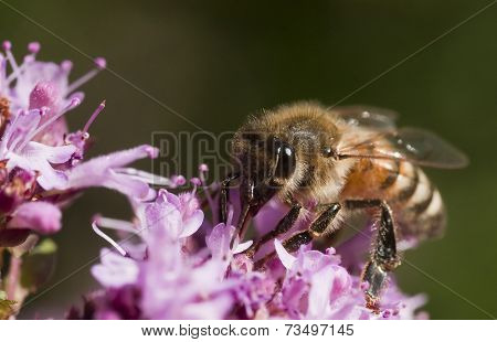 bee