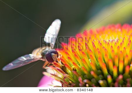 Schwebfliegen auf Blume