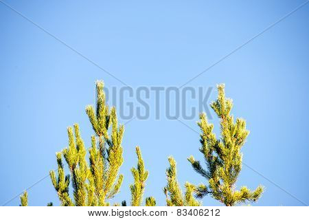 Pine Tree Branch