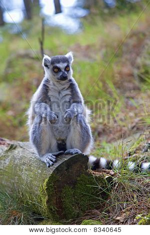 Lemur