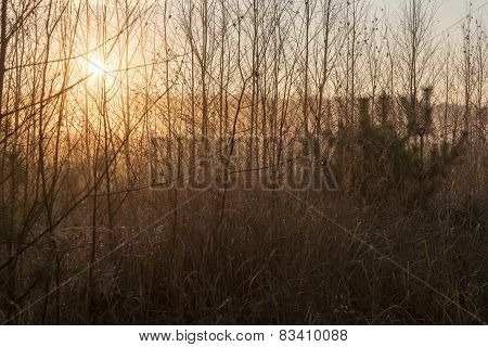 Misty Tree Branches In Bright Sunlight