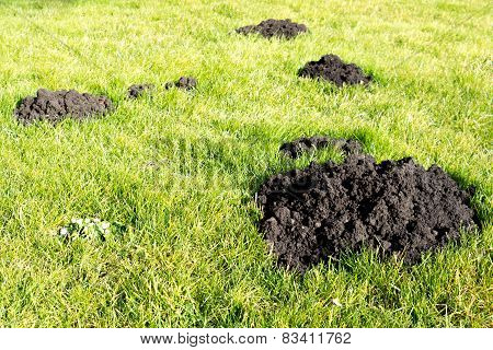 Mole Hills In The Garden Lawn