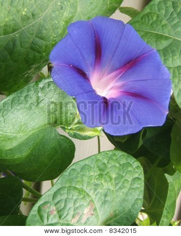 Lilla Morning Glory - Ipomoea Purpurea