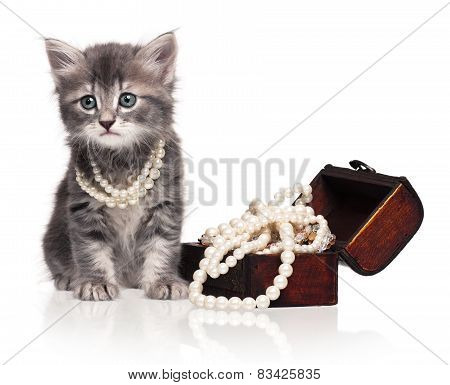 Cute Kitten