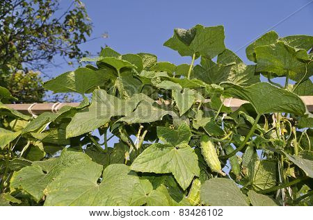 Growing Bio Vegetables In The Northern Bulgaria