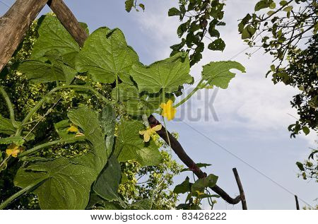Growing Bio Vegetables In The Northern Bulgaria
