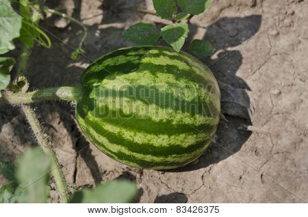 Growing Bio Vegetables In The Northern Bulgaria