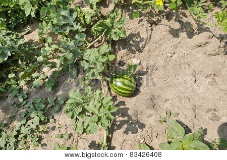 Growing Bio Vegetables In The Northern Bulgaria