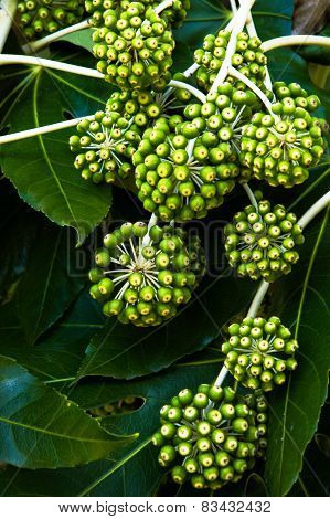 Fatsia japonica