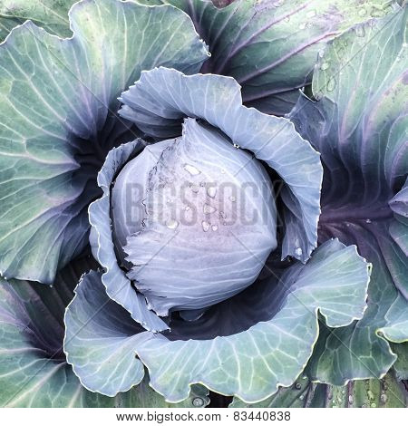 Blue Cabbage In Raindrops