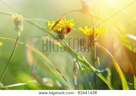 Ladybug on yelloow flower