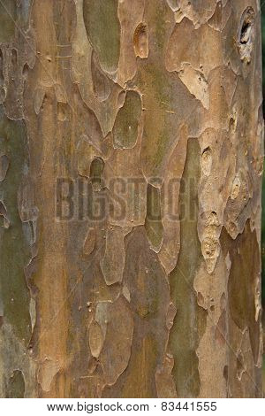 Stunning Bark Texture