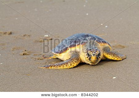 Tomppeli merikilpikonnien (Caretta caretta)