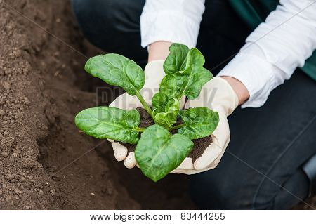 Woman hands holding a spinach plant