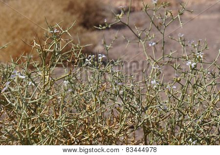 Zilla Spinosa blossom