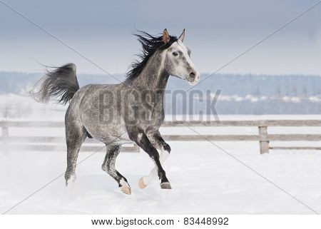 Grey Arab Horse With White Head Runs Trot In Winter Snowy Field