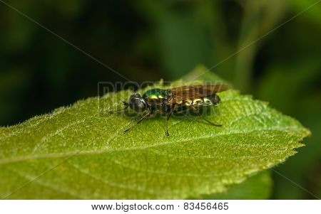 Black-Horned Gem Soldier Fly on a green leaf