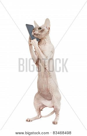 Cat At Phone