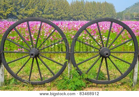 Cartwheel And Cosmos Colorful Flower In The Field