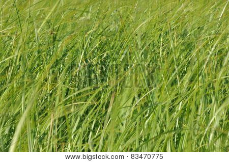 Sedges Swaying In The Wind. Wet Meadow During Haymaking. Lush Green Grass.