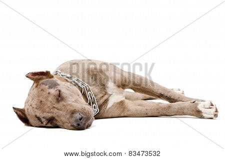 Portrait of a sleeping pit bull