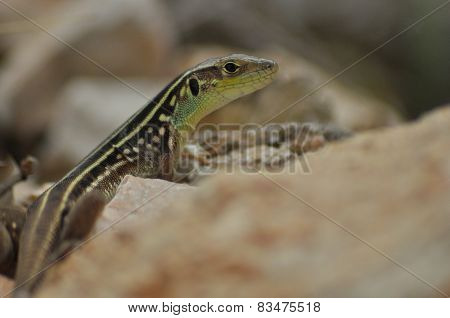 Lizard Basking In The Sun. Cold-blooded Reptile. Skin Covered With Scales.
