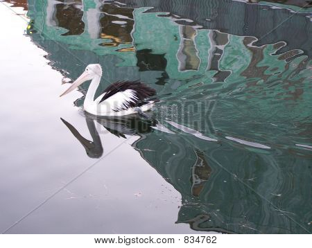 Pelican reflectie