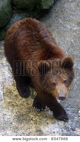 Medve Cub