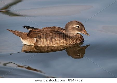 Morsiosorsa