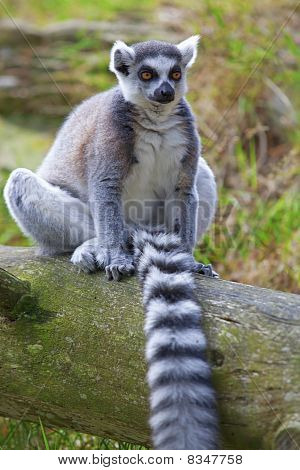Lemur