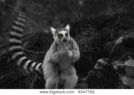 Lemur