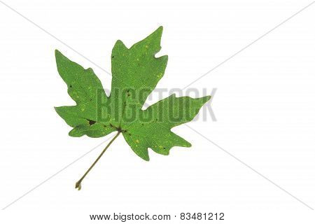 Field Maple (Acer campestre)
