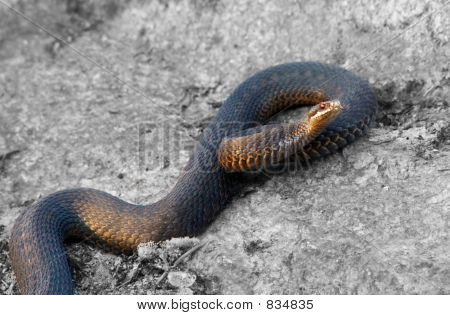 Viper