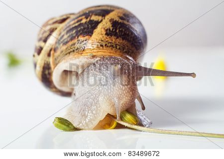 Snail Isolated On White .