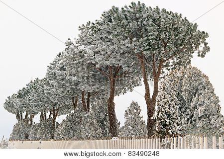 Snowy Tree
