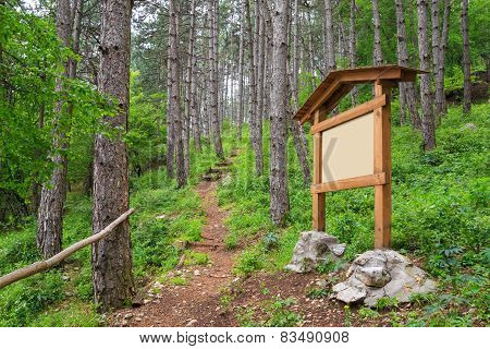 Forest Footpath