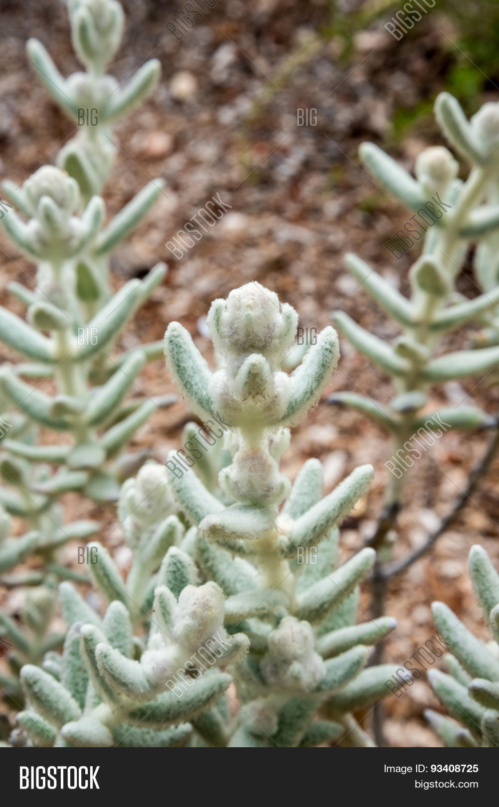 Lambs' Tails Kings Image & Photo (Free Trial) Bigstock
