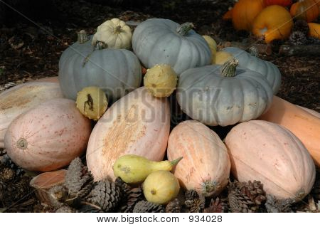 Pumpkin4